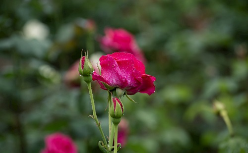 科學運用土壤水分溫度記錄儀實現墑的妙用