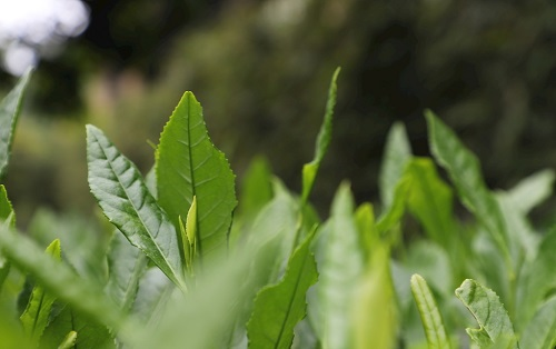 茶葉大國應用，土壤養分檢測儀可以對茶葉合理施肥有何等指導作用？