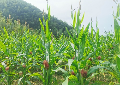 土壤緊實度儀是測定土壤硬度的重要工具