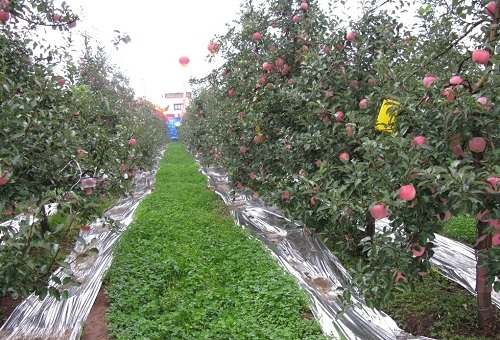 利用快速土壤水分溫度測定儀測定研究果園生草對土壤環境的影響