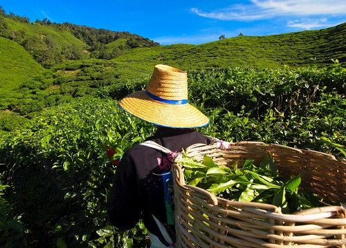 茶園里面的土壤應該如何檢測？利用土壤儀器對茶園土壤的有效管理