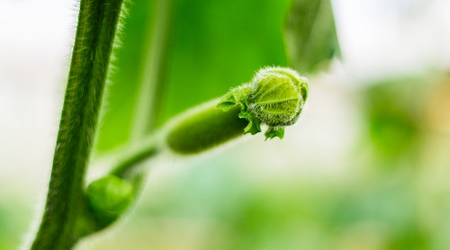 土壤水分溫度測(cè)定儀：掌握土壤水分溫度很關(guān)鍵