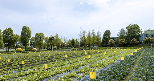 利用土壤緊實度測定儀分析土壤緊實度對植物生長的影響