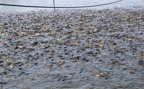 土壤養分檢測儀在農業生產中的用處,又不僅僅是農業