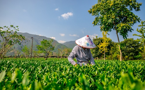 現(xiàn)代精細(xì)農(nóng)業(yè)耕作中常用的土壤工具---多參數(shù)土壤測量儀智慧種植