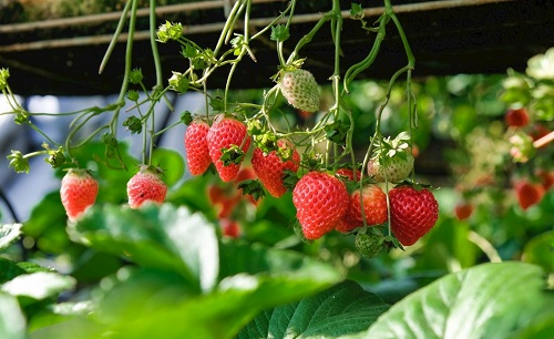 果樹是否口渴,讓土壤水分測試儀告訴你 果樹是否口渴,讓土壤水分測試儀告訴你