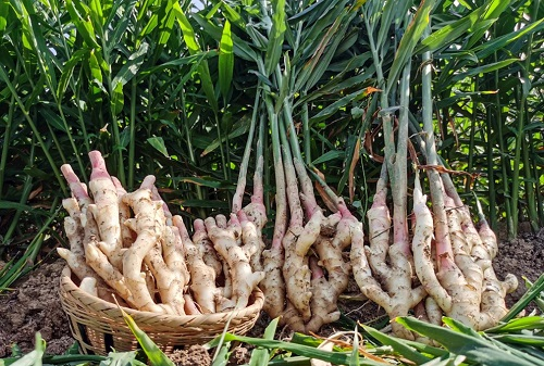 運用土壤緊實度測量儀分析土壤緊實度對生姜生長的影響（土壤緊實度的影響）